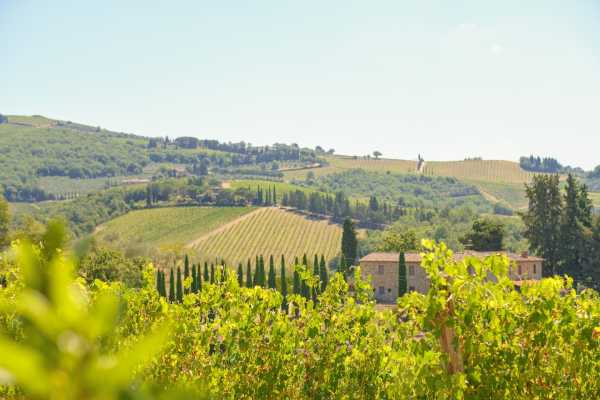 Chianti Vineyards half-day tour & 2 wine tastings