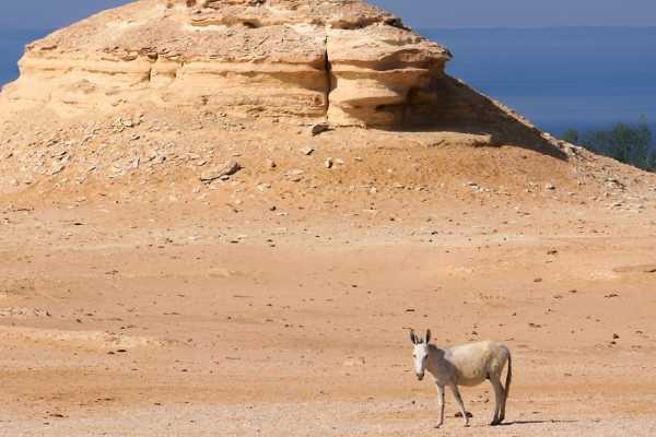 4 Day Tour Cairo and Fayoum from Alexandria