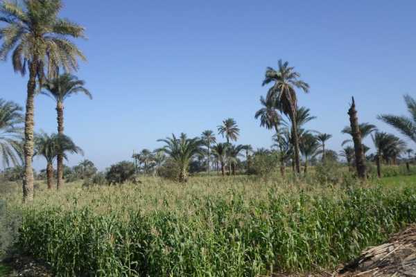 4 Day Tour Cairo and Fayoum from Alexandria