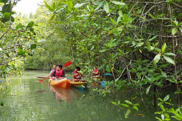 MANGROVE KAYAKING