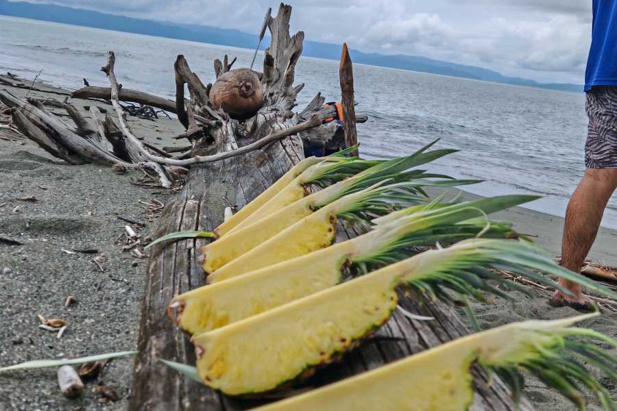 Aventuras Golfo Dulce MANGROVE KAYAKING