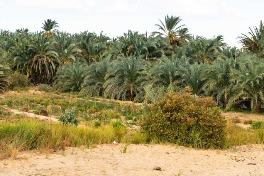 Egypt Tour packages 15 Days Egypt tour Package