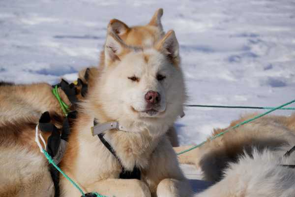 Unique Dogsled Experience