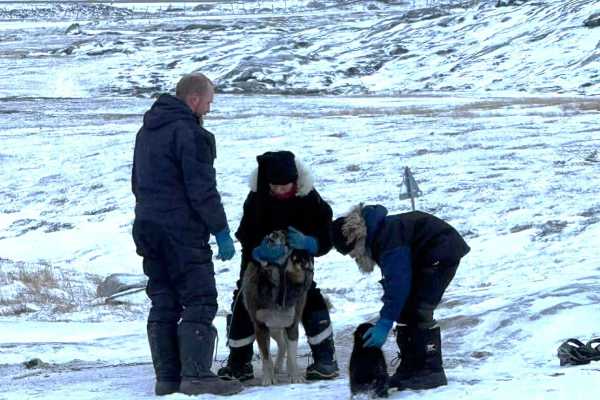 Unique Dogsled Experience