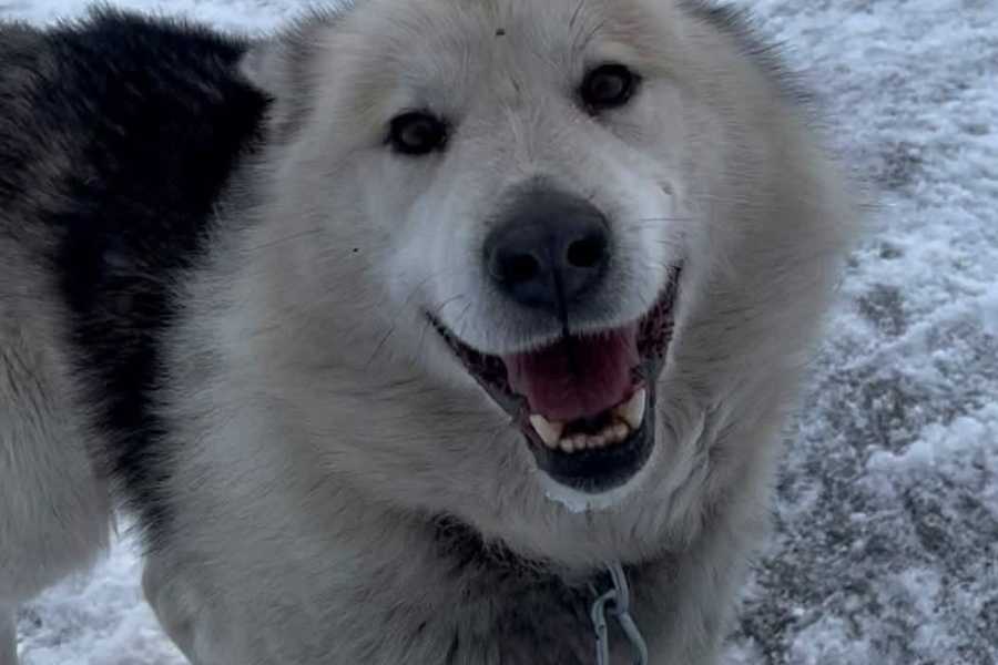 Diskobay Tours Unique Dogsled Experience