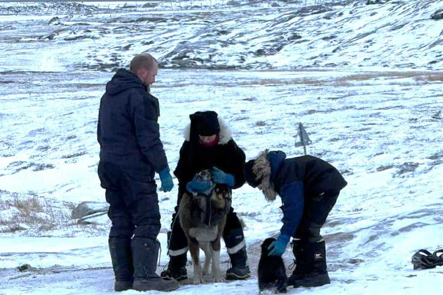 Diskobay Tours Unique Dogsled Experience