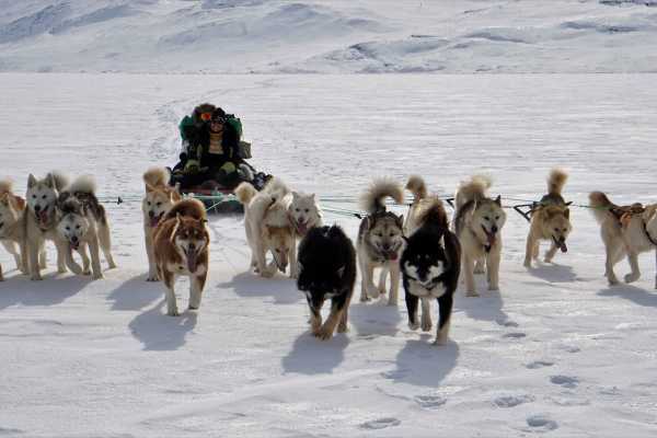 Dogsledding Adventure