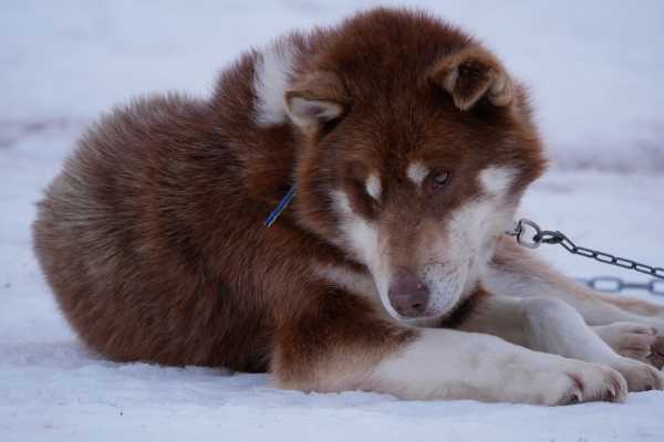 Dogsledding Adventure