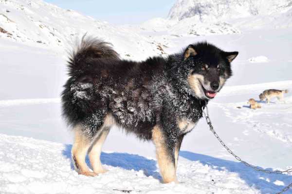 Dogsledding Adventure