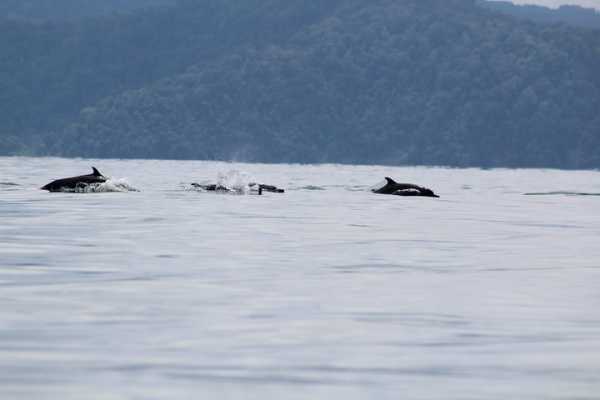 3 Days Kayak & Camping Excursion in Golfo Dulce