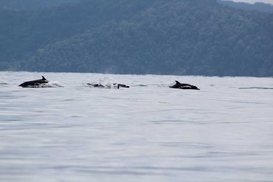 Aventuras Golfo Dulce 3 Days Kayak & Camping Excursion in Golfo Dulce