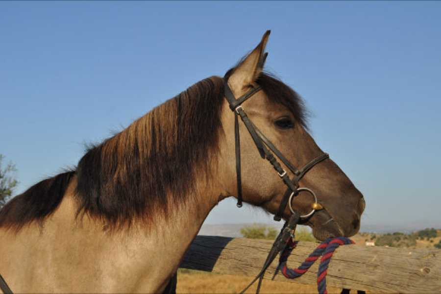 Destination Platanias RIDNING - Hidden Trail