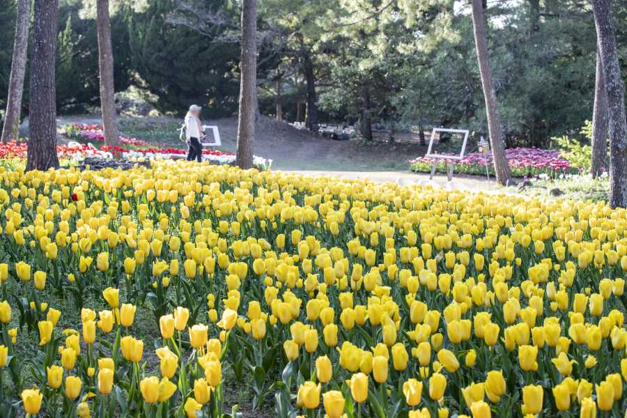 2n3d-jeju-island-discover-jeju-in-3days-a-wellness-holiday-jsa