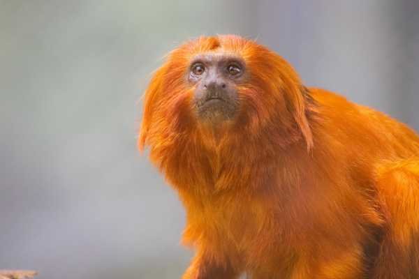 RIO WILDLIFE TOUR + BIOPARK + AQUARIO