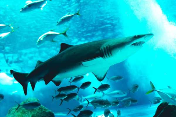 RIO WILDLIFE TOUR + BIOPARK + AQUARIO