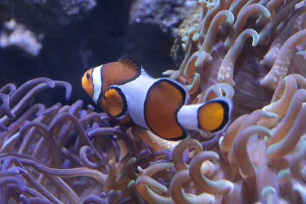 RIO WILDLIFE TOUR + BIOPARK + AQUARIO