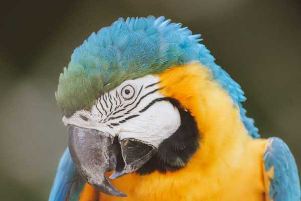 RIO WILDLIFE TOUR + BIOPARK + AQUARIO