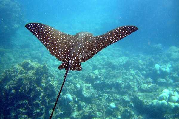 HALF DAY BOAT TRIP + PLANASURFING + ISLANDS