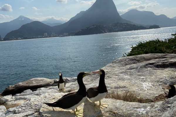 TIJUCA ISLANDS TOUR + STAND UP PADDLE
