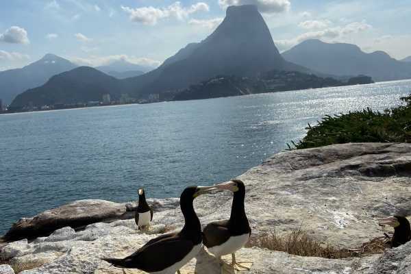 TIJUCA ISLANDS TOUR + STAND UP PADDLE