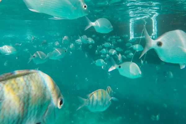 PICKUP IN RIO + ILHA GRANDE SCHOONER CRUISE + LUNCH