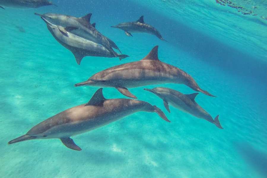 Egypt Tour packages Excursión de snorkel al arrecife de delfines Sataya