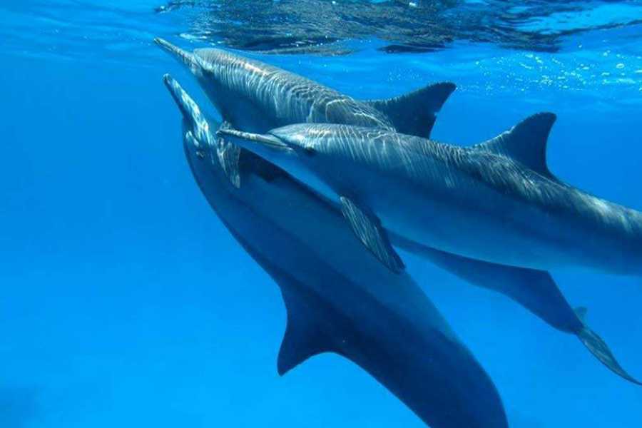 Egypt Tour packages Excursión de snorkel al arrecife de delfines Sataya