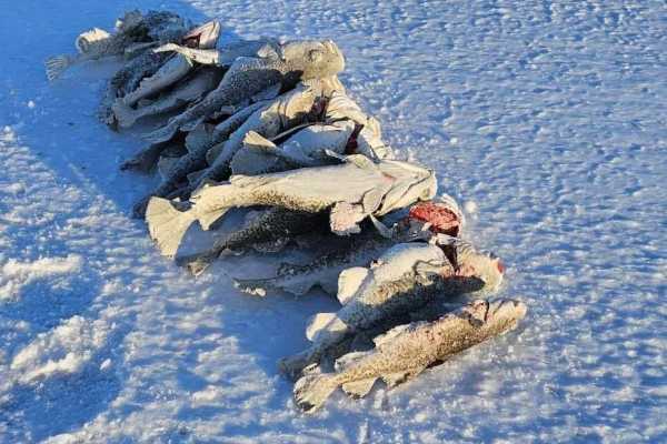 Ice fishing & Snowmobile