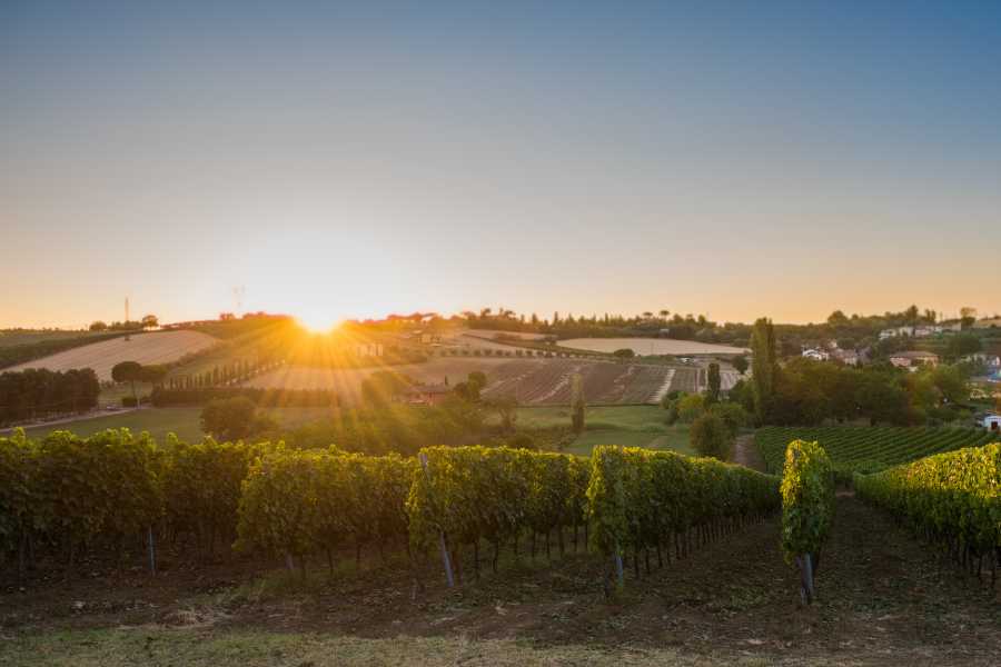 VisitRimini Tasting among olive trees