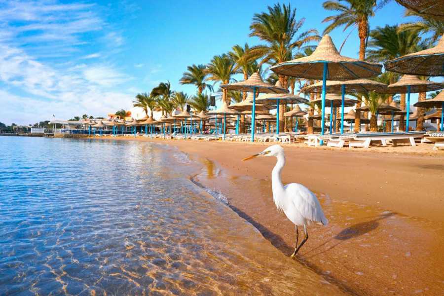 Egypt Tour packages Transfer from Hurghada Airport to Hotel in Marsa Alam
