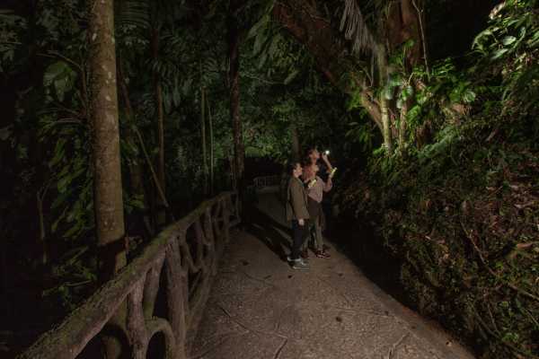 Rain Forest Night Walk