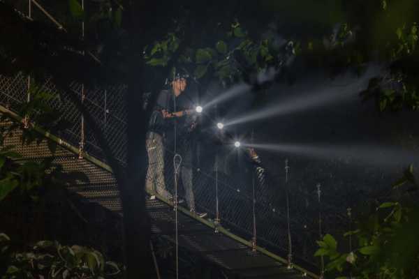 Rain Forest Night Walk