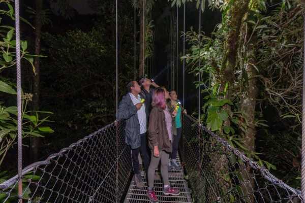 Rain Forest Night Walk