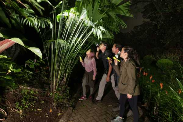Rain Forest Night Walk