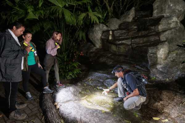 Rain Forest Night Walk