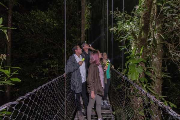 Rain Forest Night Walk