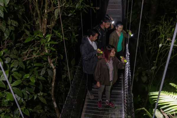 Rain Forest Night Walk