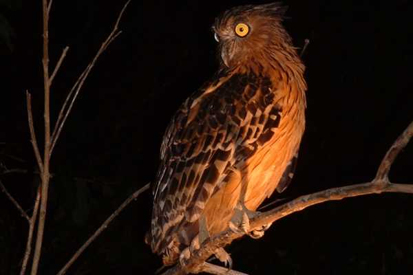 Rain Forest Night Walk