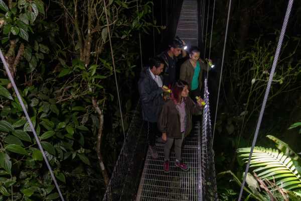 Rain Forest Night Walk