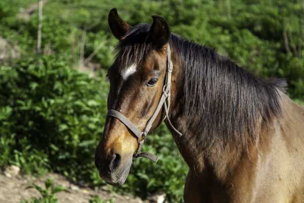 Horseback Riding and Monkey Sanctuary Tour