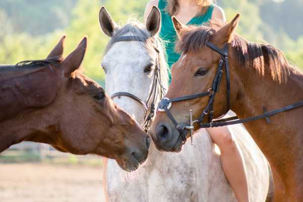 Horseback Riding and Monkey Sanctuary Tour