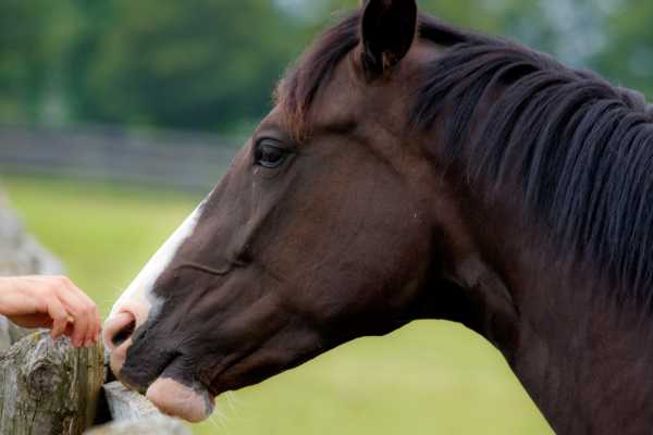 Horseback Riding and Monkey Sanctuary Tour