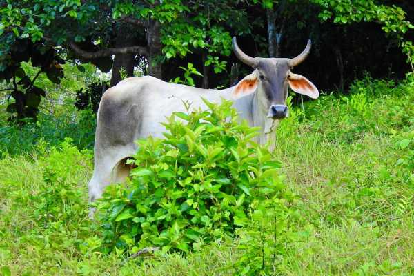 Horseback Riding and Monkey Sanctuary Tour