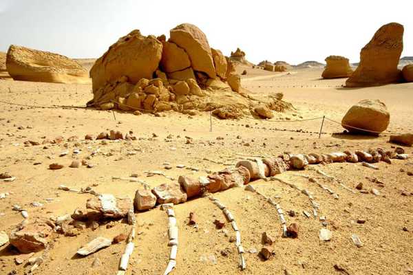 Day trip to Wadi Al Hitan-The valley of whales from Cairo