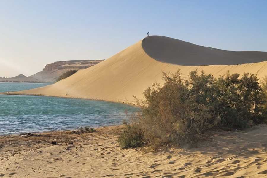 Egypt Tour packages Day trip to Wadi Al Hitan-The valley of whales from Cairo