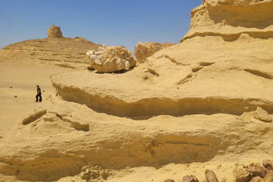 Egypt Tour packages Day trip to Wadi Al Hitan-The valley of whales from Cairo