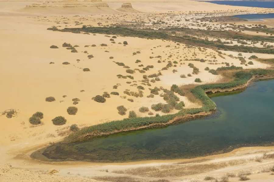 Egypt Tour packages Day trip to Wadi Al Hitan-The valley of whales from Cairo