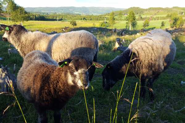 Leksdalsvatnet rundt p&aring; sykkel