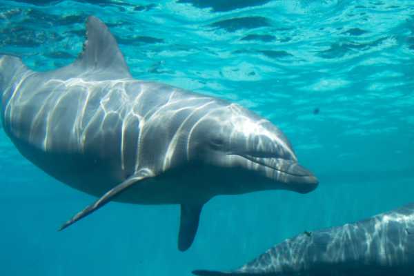 Snorkeling trip to the dolphin house from Hurghada