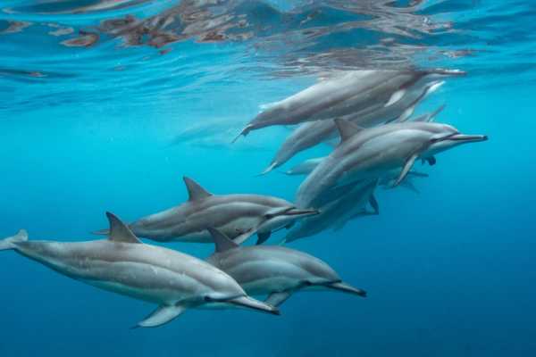 Snorkeling trip to the dolphin house from Hurghada